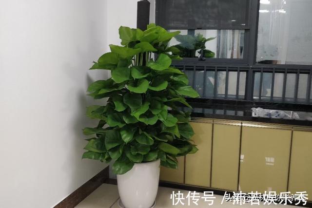 叶片儿|死记硬背“大叶绿萝”的“3喜3怕”,还愁养不好