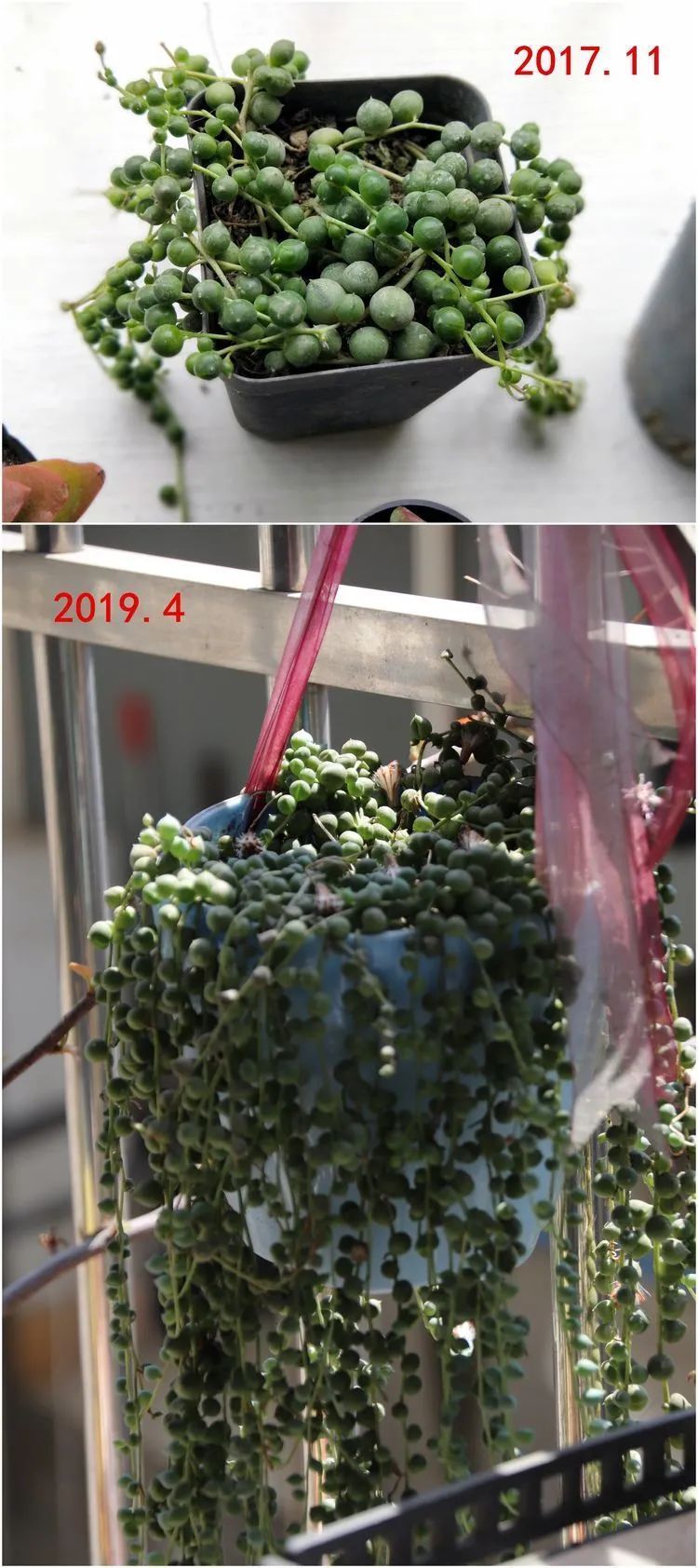 每次的剁手都是忍无可忍，无需再忍！买买买！静待肉美！