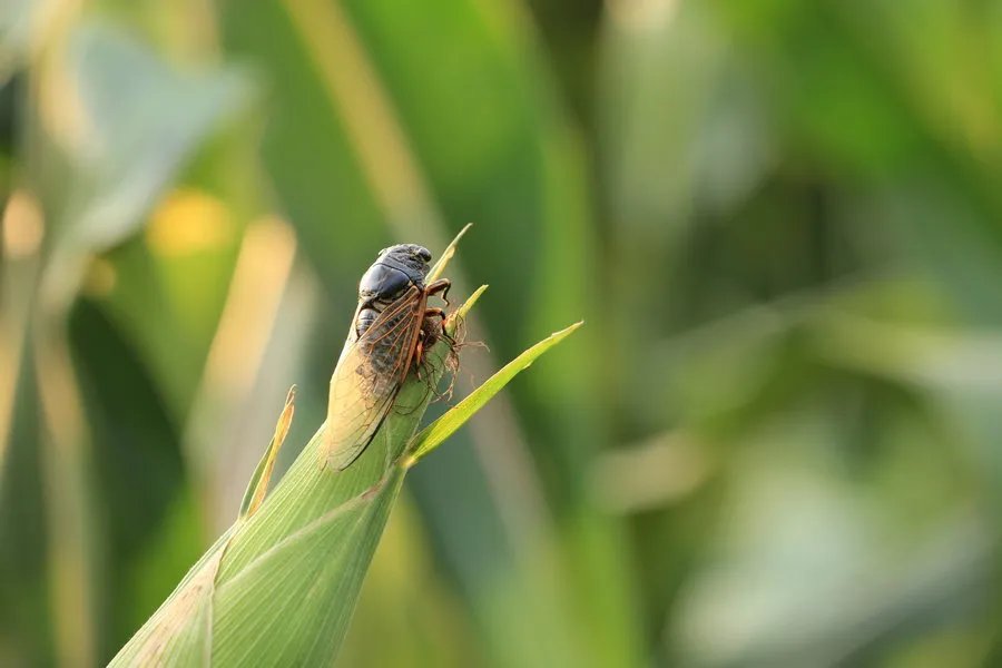 寒蝉|立秋之后,寒蝉鸣