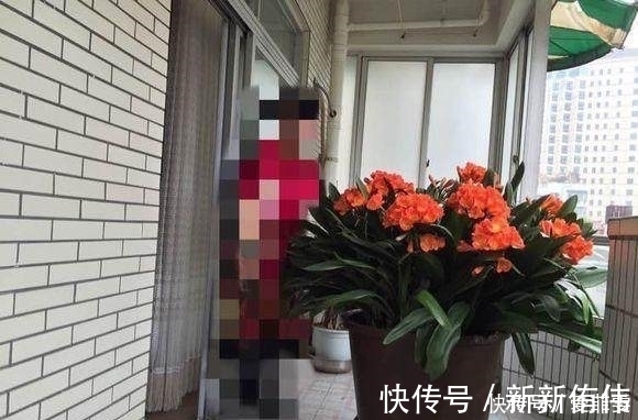 她用这三招，君子兰年年开花，花盆已经养不下只能用大水缸养！