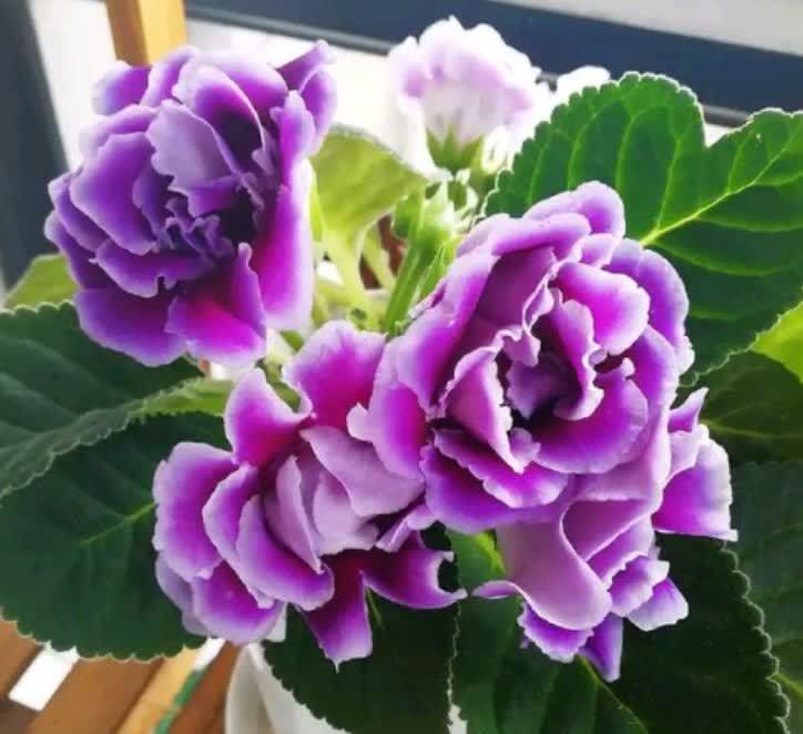 4种花养在家里,一整年都有好运气,浇水就疯长,开花爆盆很容易