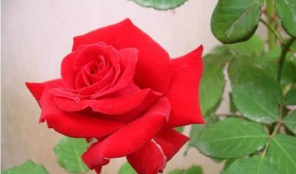 闲话|俗话说:病从口入祸从口出,尤其是这4句话,说了祸事不断!