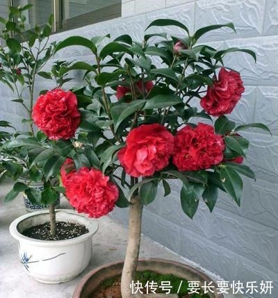 天气转凉这3种花马上进入花期，赶紧剪几刀，开花红艳数量多！