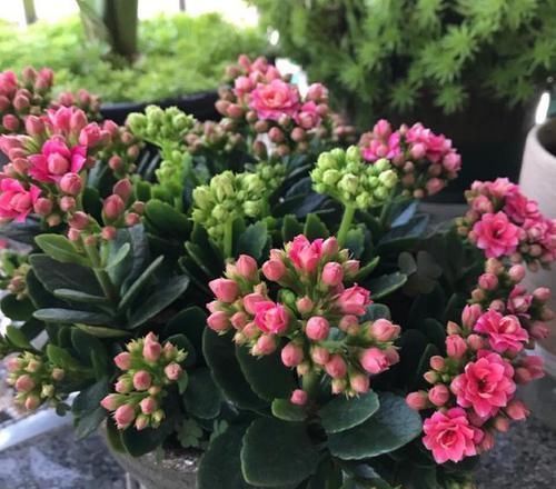 长寿花迟迟“不孕蕾”,打点催花剂,很管用,嗖嗖冒花苞