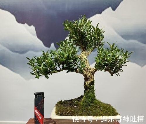 如何将黄杨盆景,养出高价来?