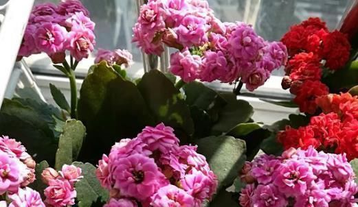 爷爷养长寿花,20天喂1勺“它”,花苞冒出来,开花200朵