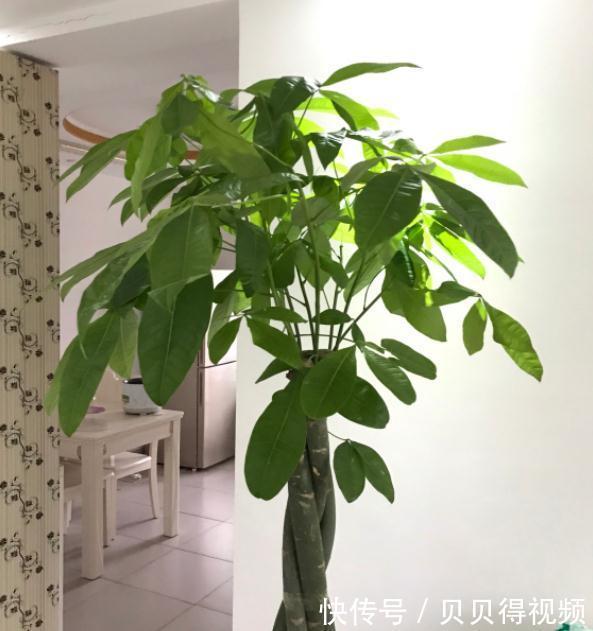 6种“聚财花”,养在家里好兆头,漂亮又大气,还有好运满满