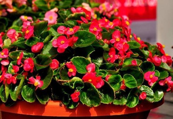 新手养护花卉,就养开花一开300多天,比杜鹃好养的花卉,美极了