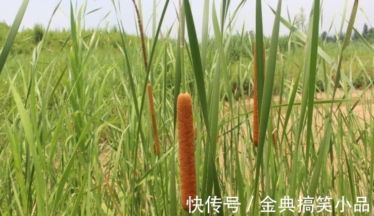 野草|农村一种野草,果实酷似香肠,水下藏着美味,营养也十分丰富