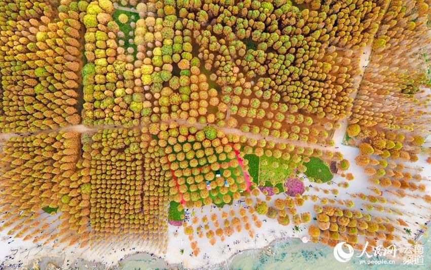 打卡|冬去春来 昆明滇池湿地美如画