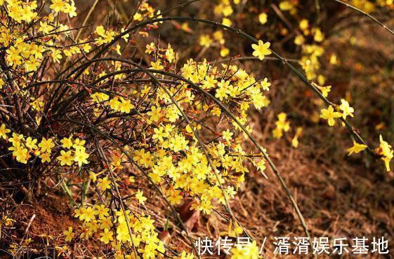 花语|家中养盆“迎春花”花语相爱到永远，开花90天，美家首选