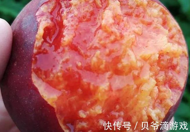 四川发现一个大叔种的果树!果肉鲜甜多汁,富含花青素