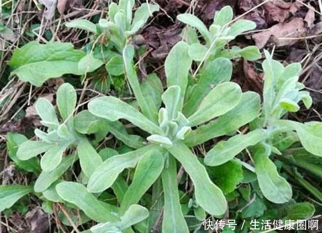 长在田埂上的“它”,看到别拔了,如今很珍贵,拔1棵少1棵!