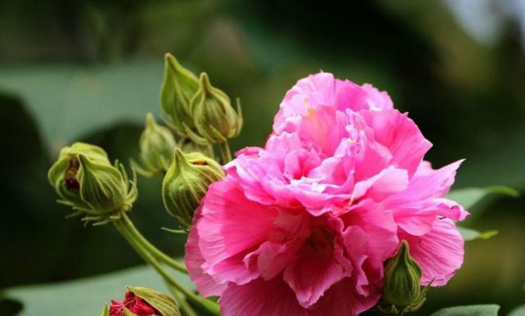 李商隐这首《落花》写得很是伤感,肠断未忍扫,眼穿仍欲归