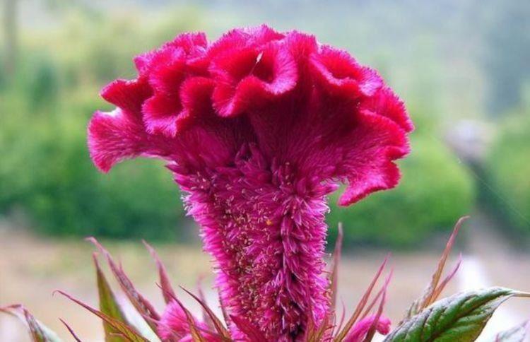 4种花是花中劳模,一年四季开不停,养在庭院超美的