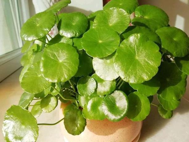 盆栽|花友自封手残党,感慨无法养好花盆栽这5款十天半个月不用管