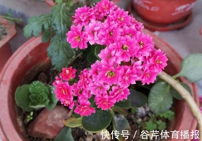 长寿花|关系越好越不能送的4种花，是家中“财神爷”，不要不在乎！