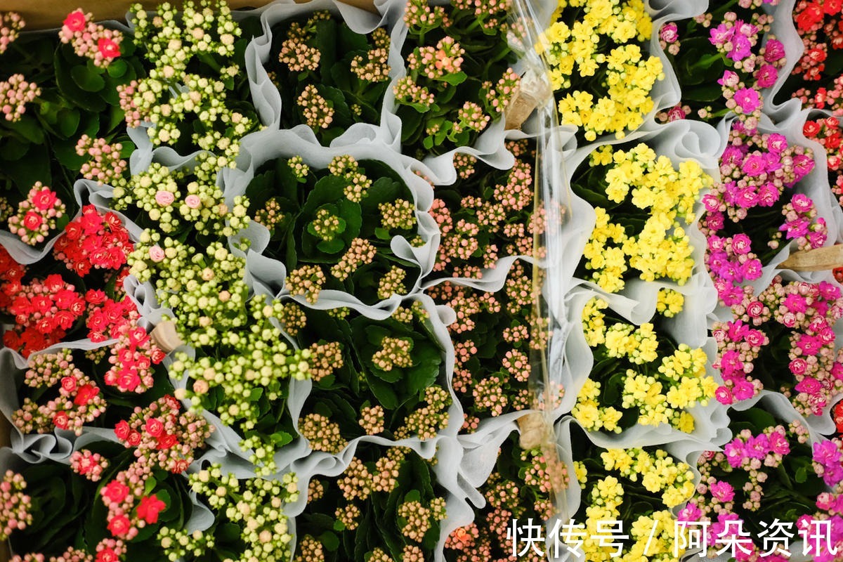 花花|小花盆才能养好的花，种在大盆里太危险，一不小心就烂根