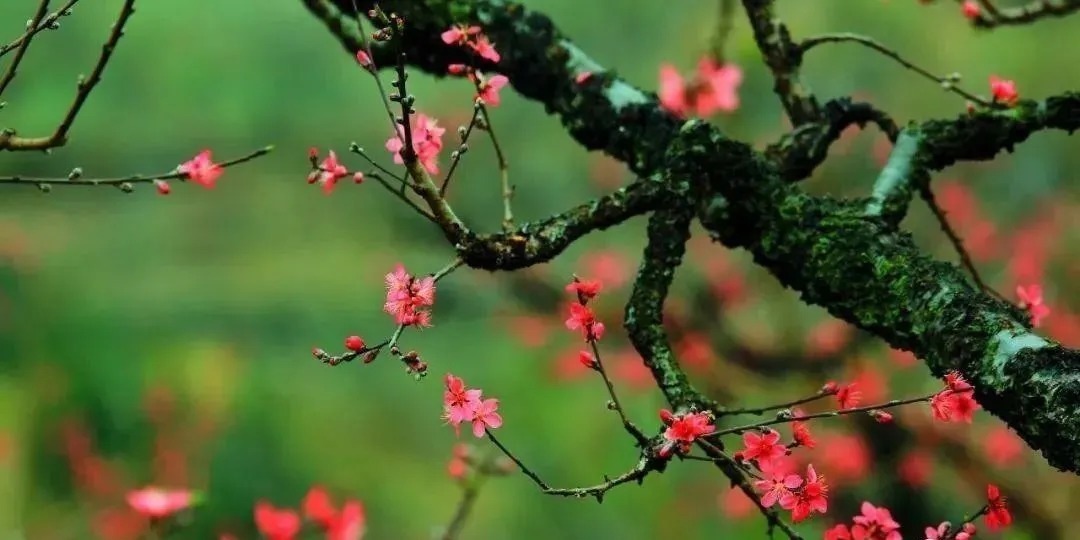 十首《相见欢》:林花谢了春红,太匆匆