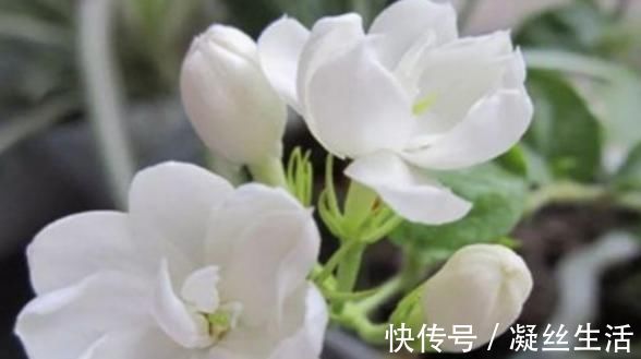 龙须菜龙须菜|女性想要身体好,常吃4种食物,排出毒素,滋阴降火,增强体质