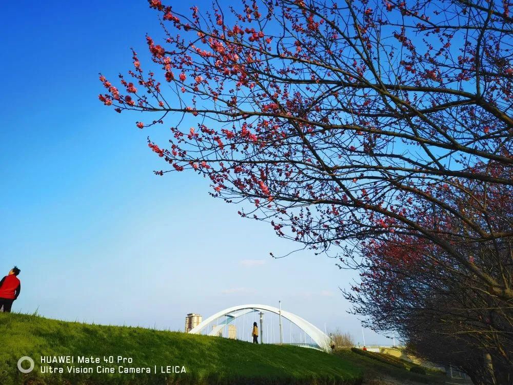 老年|春暖花开!阜城第一波春色来啦~