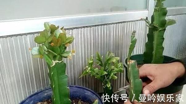 嫁接蟹爪兰该注意什么多了解3个问题,植株年年开成''花树''