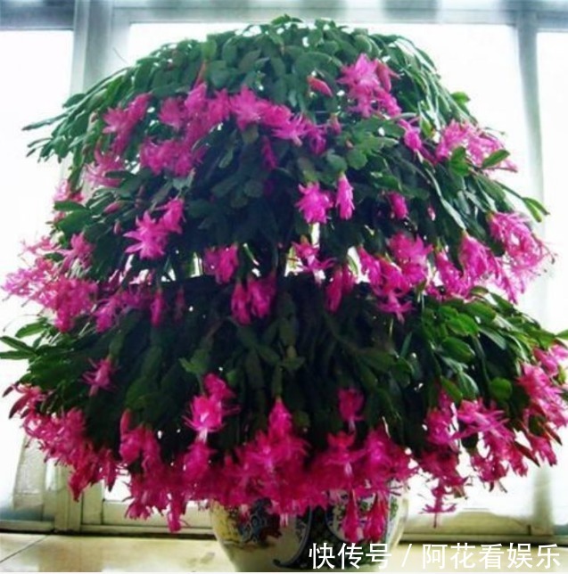 4种花,最适合养客厅,高贵优雅、上档次,开花还特漂亮!