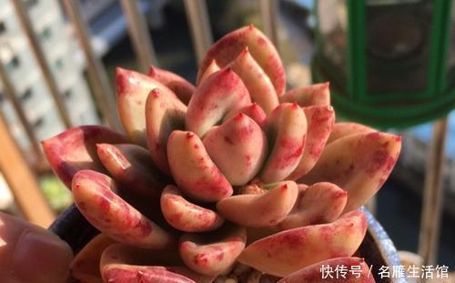 家里的多肉总是长不好?避开3个“陷进”,你可不要中招!