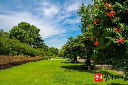 花卉|玄武湖水生花卉盛开，夏天的味道越来越浓