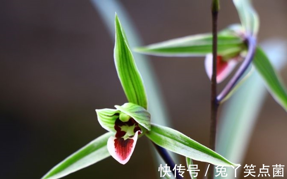 零下20度，“冻不死”的耐寒花，泼辣还好养，开品漂亮，喜庆吉祥