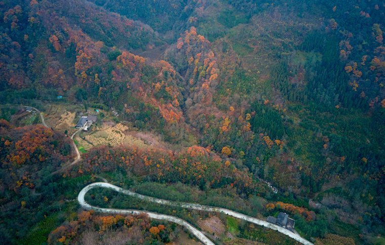 徐塘|平武有座山红透了！山上这条云端上的彩林公路秋色如画