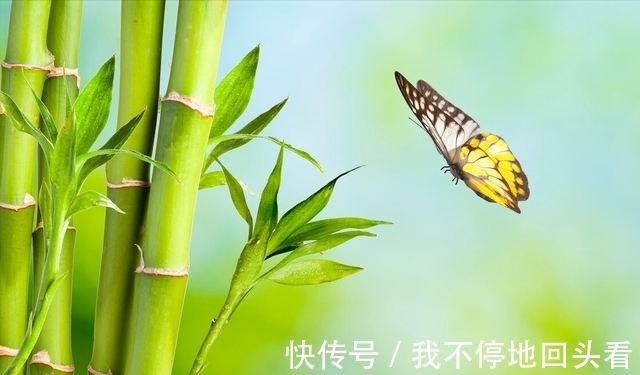“竹子开花，赶紧搬家”有道理吗？竹子开花到底隐藏了什么秘密？