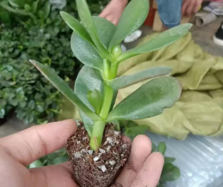 繁殖|4种花,摘一个枝条插盆里,很快就长叶长根,当年就开花