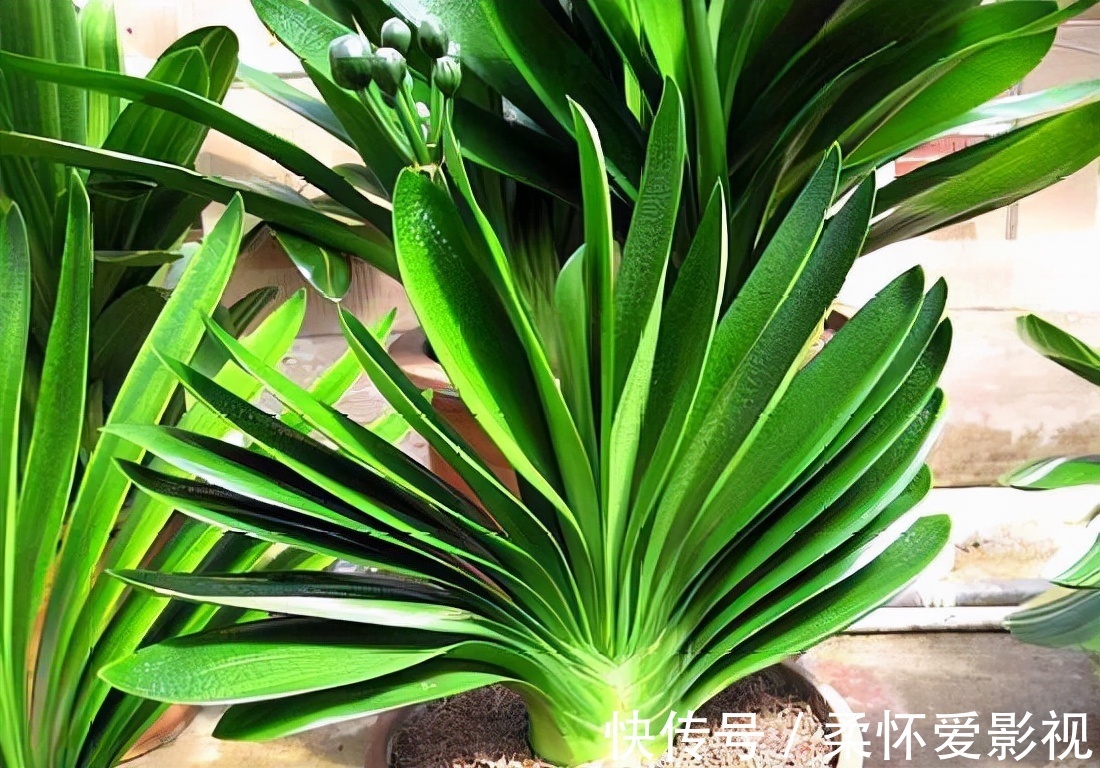 君子兰不出箭,1星期1勺零食,一盆开8朵,朵朵惊艳你