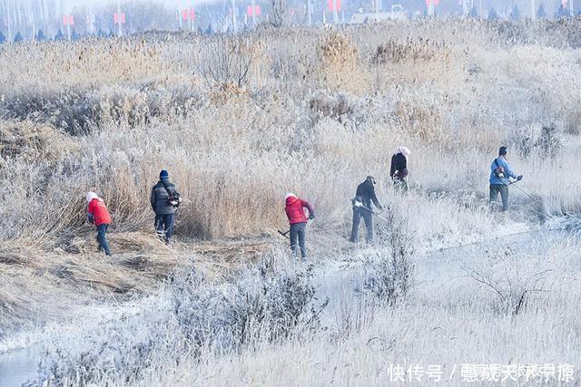 严寒|顶寒风，冒严寒，张掖湿地割苇忙！