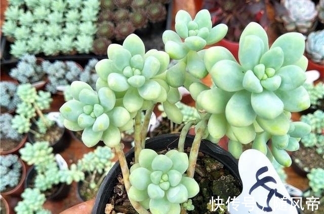 多肉天使之泪天生长的高,可别当徒长处理,养成直立桩偷着乐吧