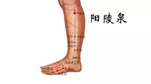 承山穴|日常养生十穴养肝健脾、排除湿气、治疗耳朵疾病