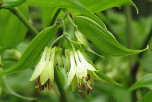 一种民间草药,10大妙用法,搞定跌打损伤、风湿骨痛等10种常见病