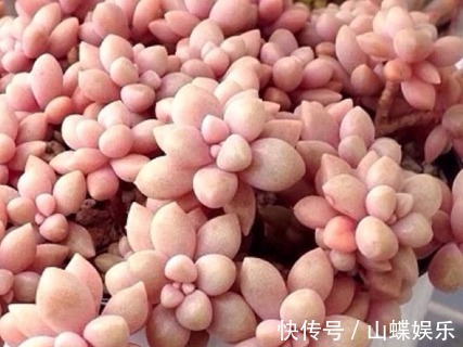 超好养活的多肉植物,喜欢多肉的不要错过,这几款超好看还好养