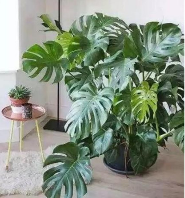 人养花,花也养人,4种花净化空气,养在阳台,轻松开成花海