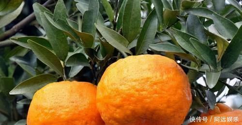 功效|艾治百病!艾叶烧完,灰别扔,收集起来,有你意想不到的神奇功效