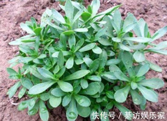 农村|农村常见的野草，含钙量高，口感鲜嫩，城里的富贵餐，一斤10元