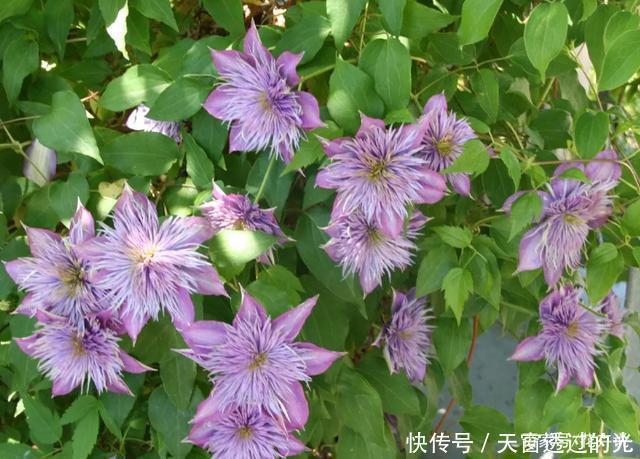 养在院子里的6种爬藤植物，懒人也能养出一片花海！