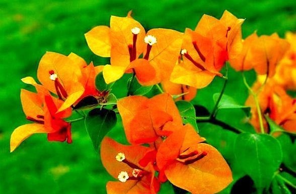 柠檬黄三角梅|喜欢三角梅,就养盆“珍稀名品”柠檬黄三角梅,花开艳丽妖娆