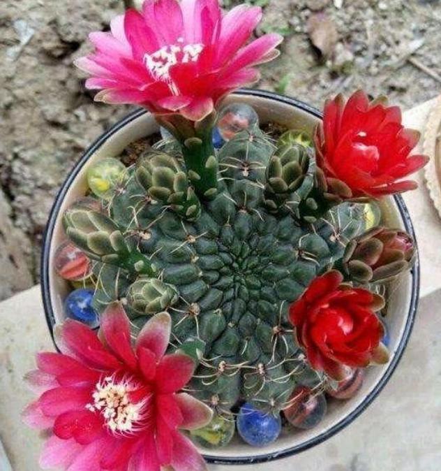 天热养花换土满足2条件，注重3细节，植株方可服盆快、不僵苗