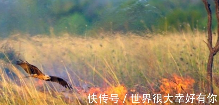 斑马纹|完全冻结的木蛙，与人类指纹几乎相同的考拉，你不知道的生物知识