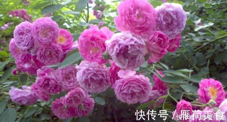 蔷薇|家里养上4种花，不见叶子只见花，花瓣层层叠叠超漂亮