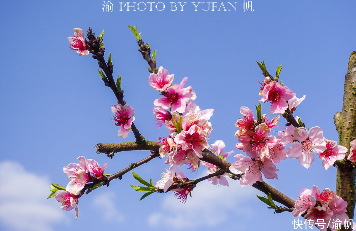 老年|重庆赏花又有好去处，这里不仅桃花美，桃子熟了更是可以随便吃