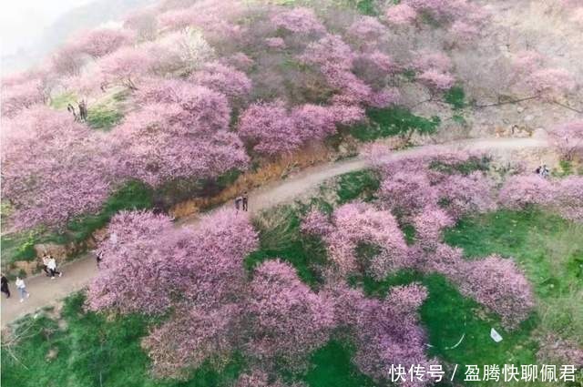 宁波赏梅好去处，这五大绝美花海，媲美西藏灵芝的十里桃源