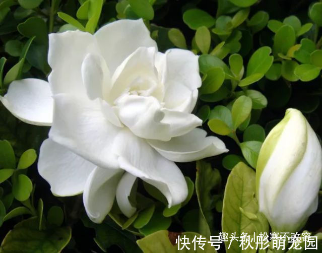 家里种这些花朵,花开繁盛惹人爱,养出漂亮花海,值得拥有